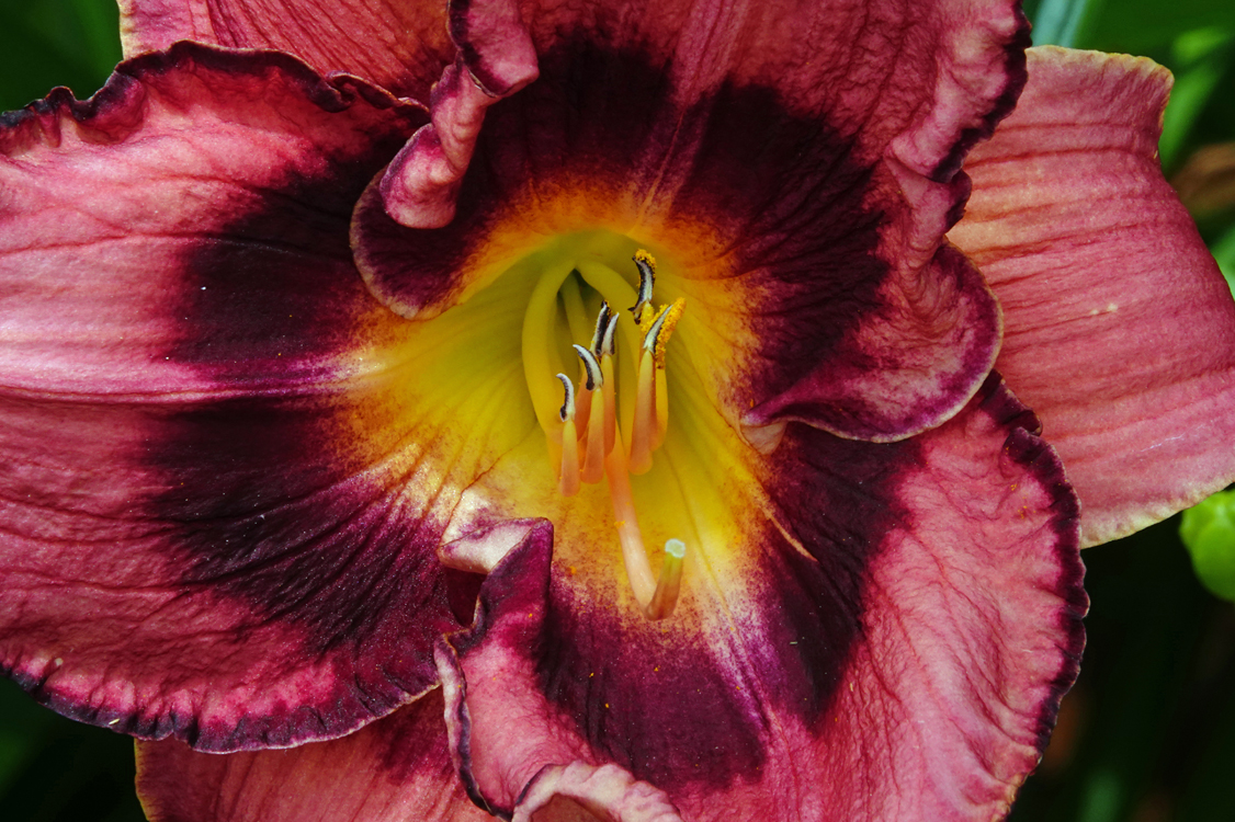 Daylily  -  Furman University, Greenville, South Carolina