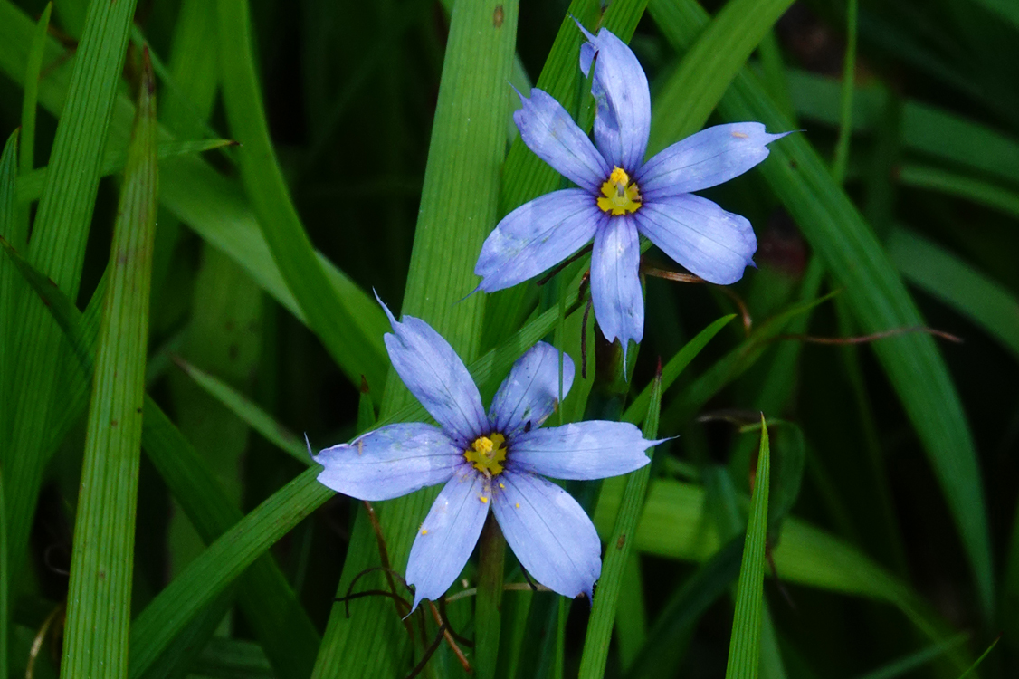 Blue-eyed grass  -  Furman University, Greenville, South Carolina