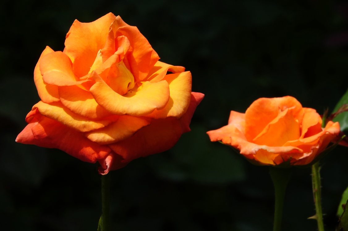 Roses  -  Furman University, Greenville, South Carolina