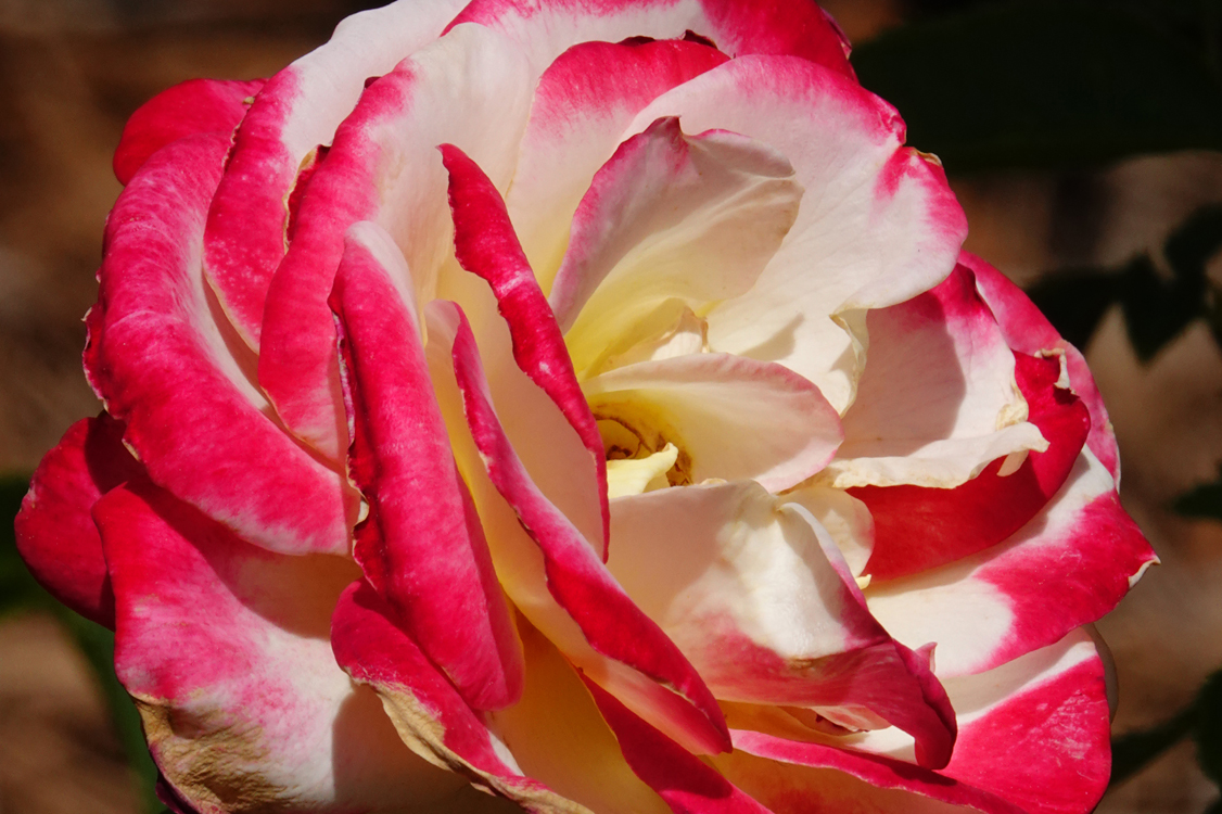 Rose  -  Furman University, Greenville, South Carolina