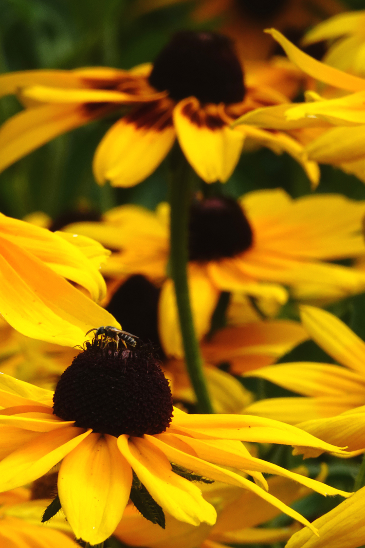 Black-eyed Susans &nbsp;&nbsp; (Rudbeckia hirta 'Indian Summer')  -  Kilgore-Lewis Garden, Greenville, South Carolina