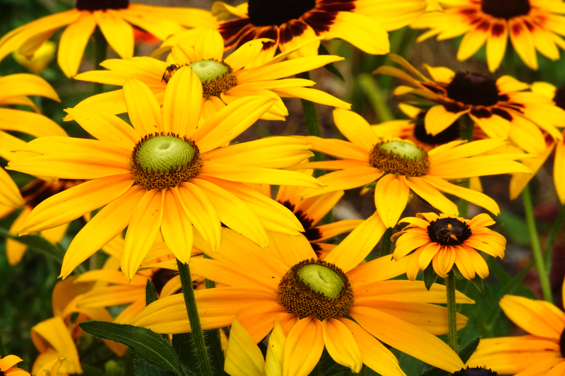 Black-eyed Susans (Rudbeckia hirta 'Prairie Sun')  -  Kilgore-Lewis Garden, Greenville, South Carolina