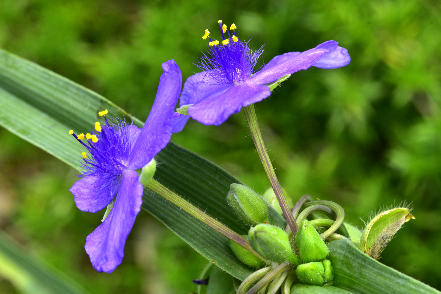 Spiderwort  -  Kilgore-Lewis Garden, Greenville, South Carolina