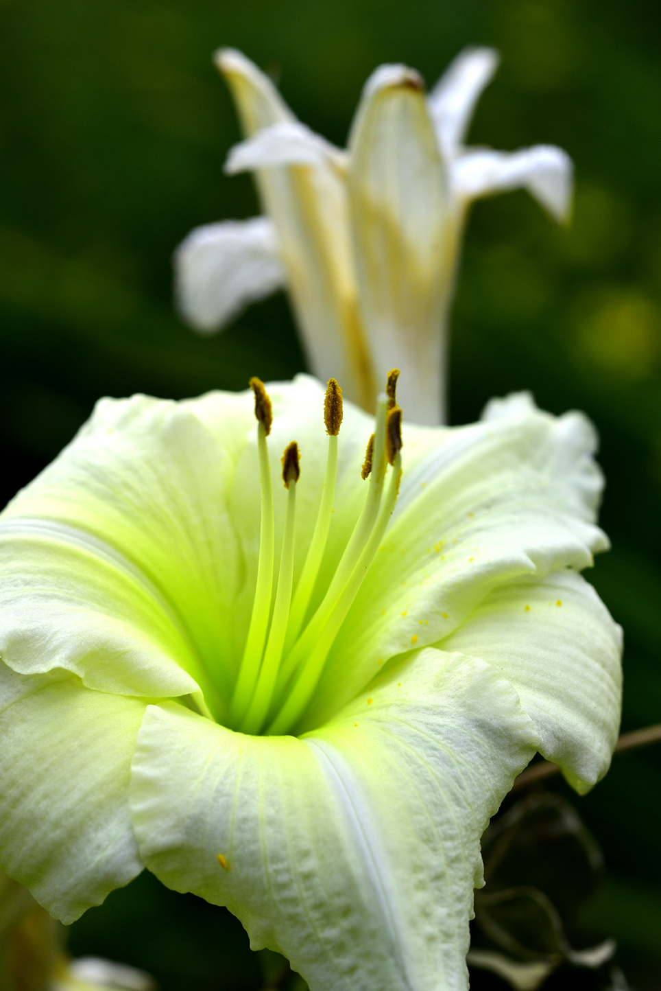 Daylilies  -  Kilgore-Lewis Garden, Greenville, South Carolina