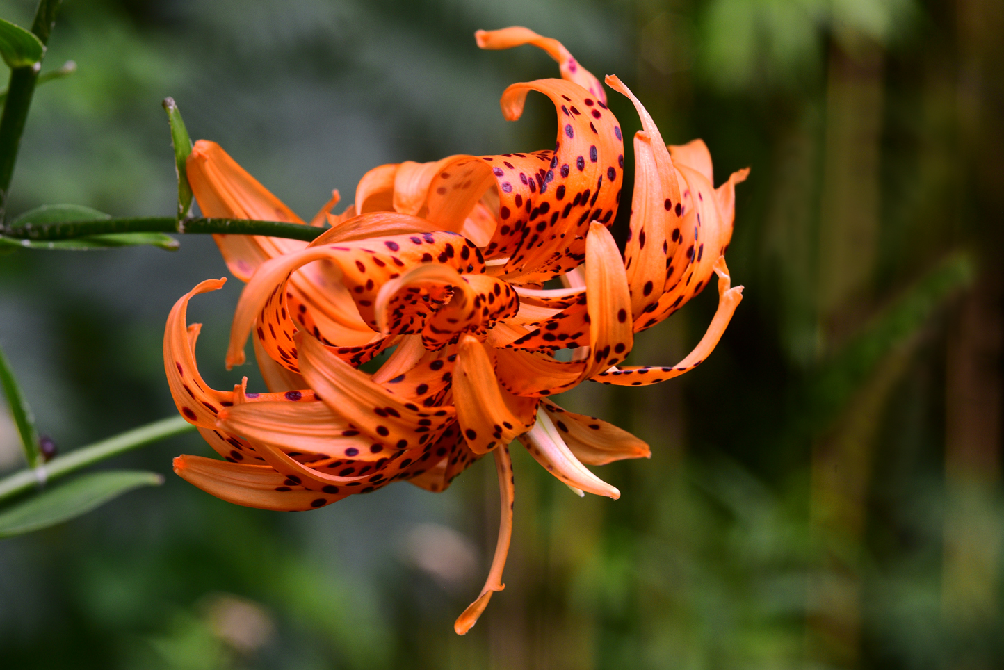 Tiger lily  -  Kilgore-Lewis Garden, Greenville, South Carolina