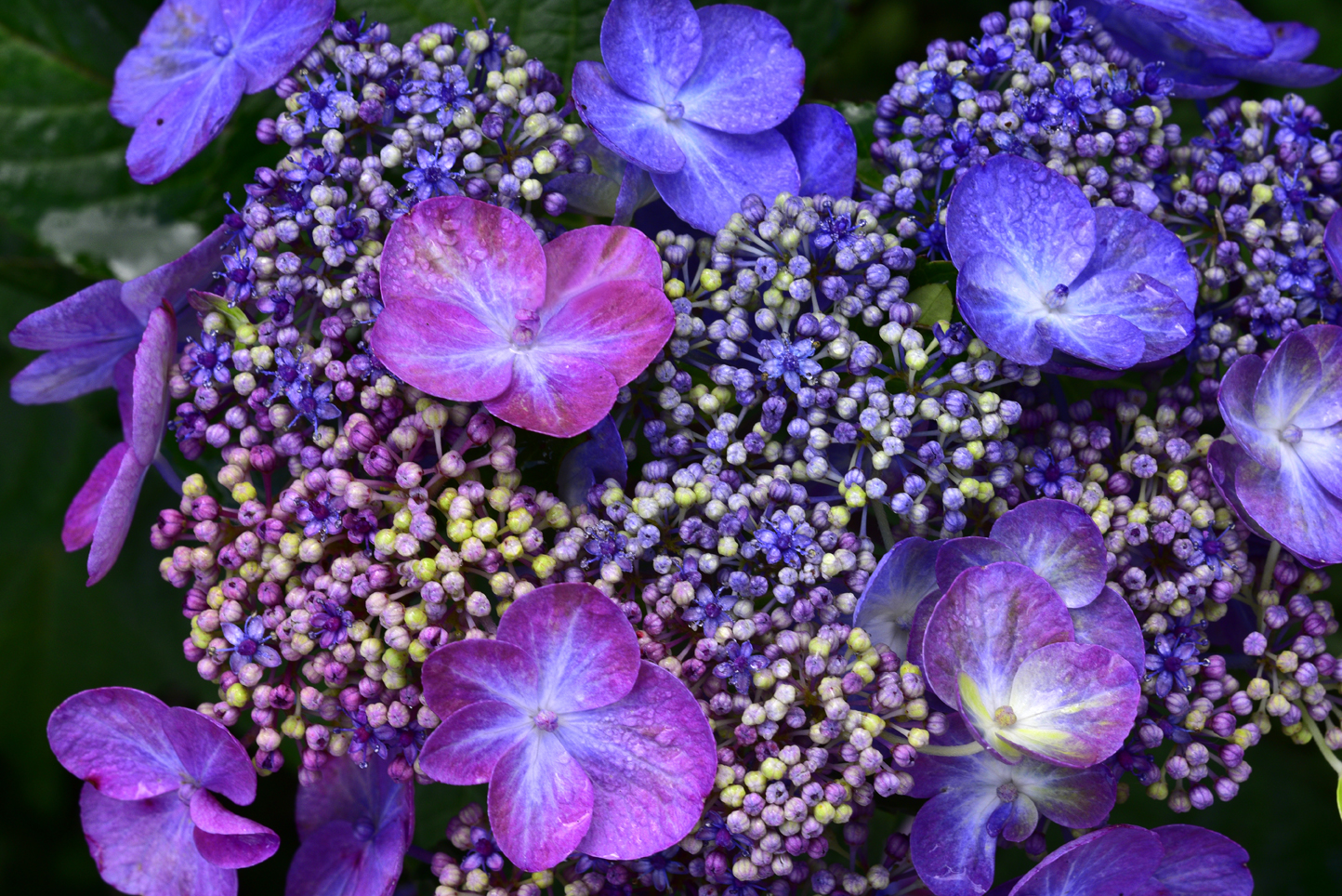 Hydrangea  -  North Carolina Arboretum, Asheville, North Carolina  