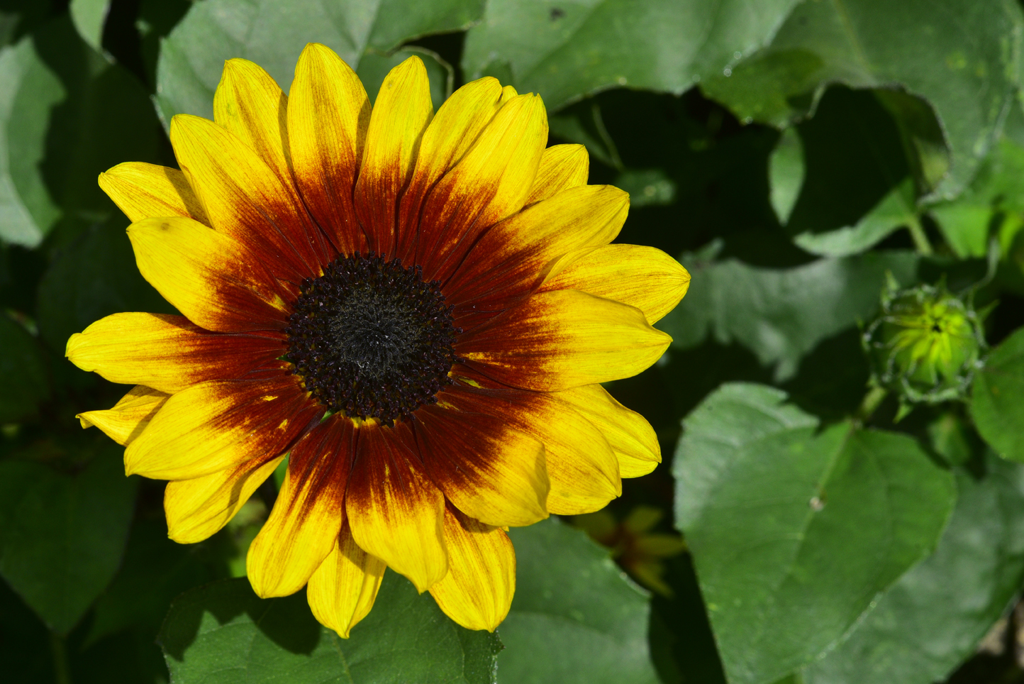 Coreopsis  -  North Carolina Arboretum, Asheville, North Carolina