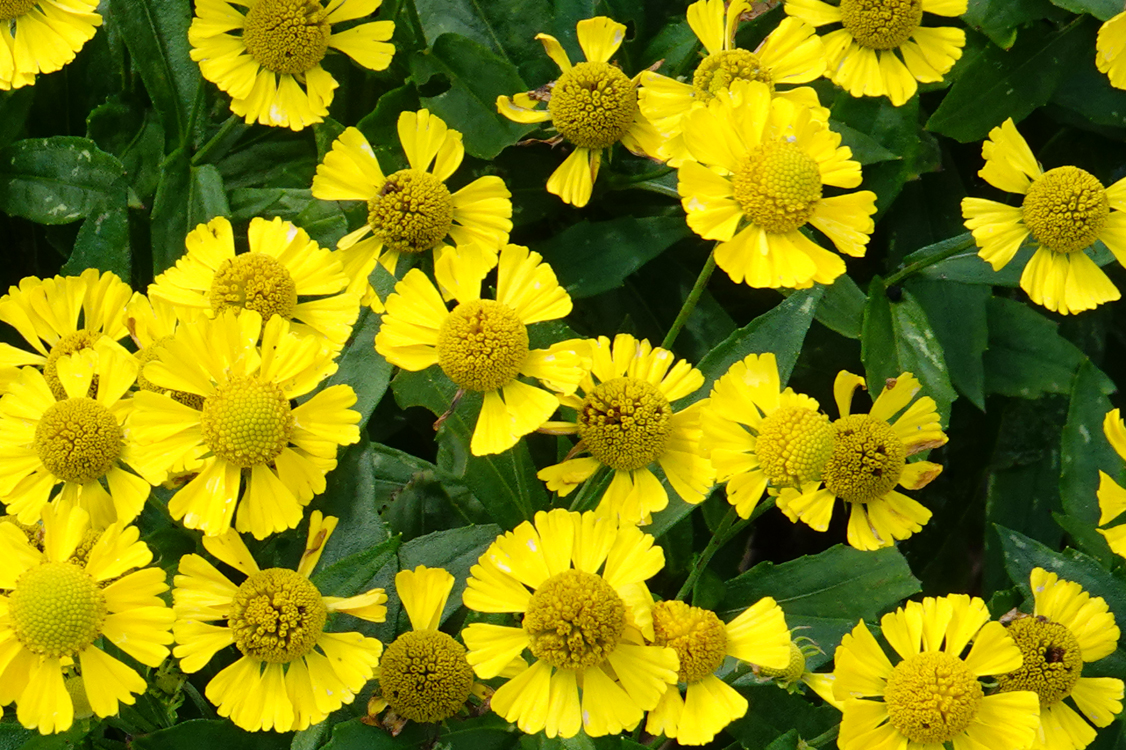 Coreopsis  -  North Carolina Arboretum, Asheville, North Carolina