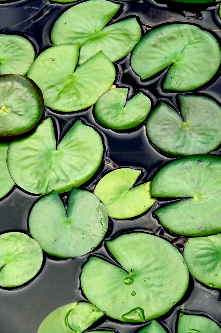 Water lily pads  -  North Carolina Arboretum, Asheville, North Carolina