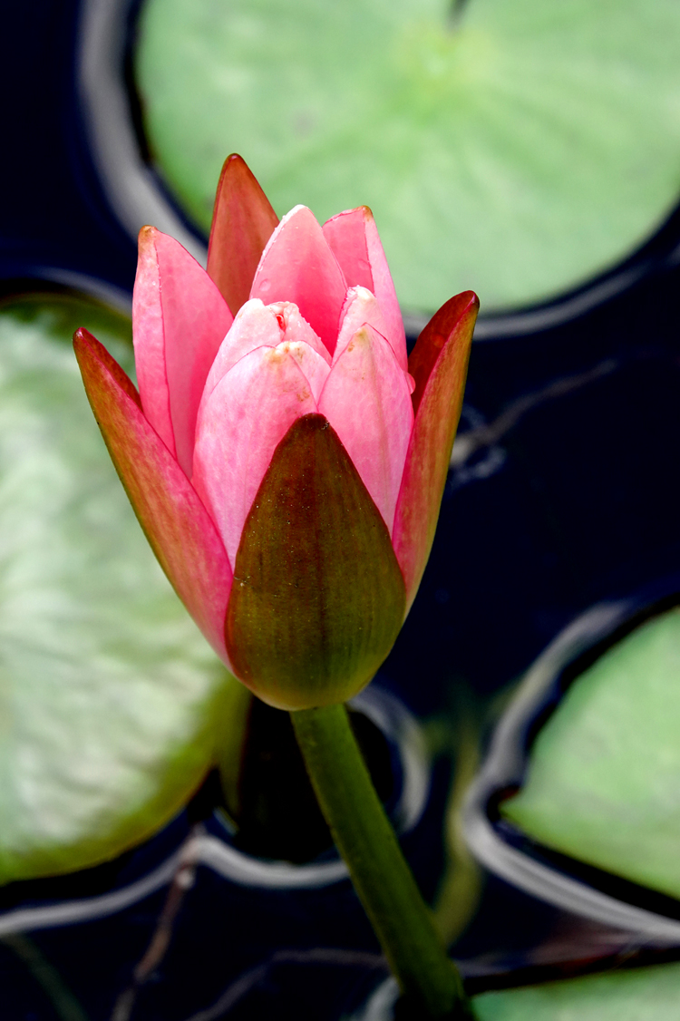 Partially-opened water lily bud  -  North Carolina Arboretum, Asheville, North Carolina