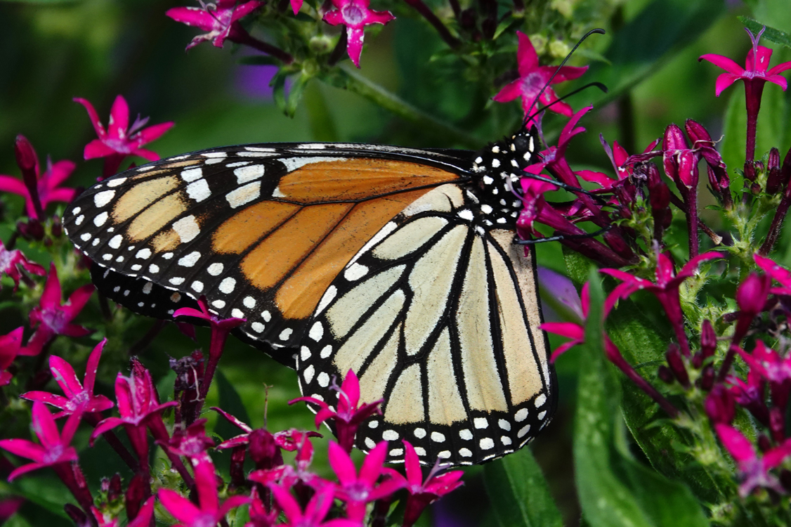 Monarch butterfly on pentas plants  -  North Carolina Arboretum, Asheville, North Carolina
