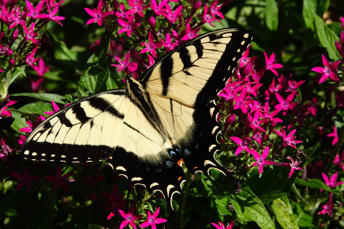 Tiger Swallowtail butterfly (male) on pentas plants  -  North Carolina Arboretum, Asheville, North Carolina