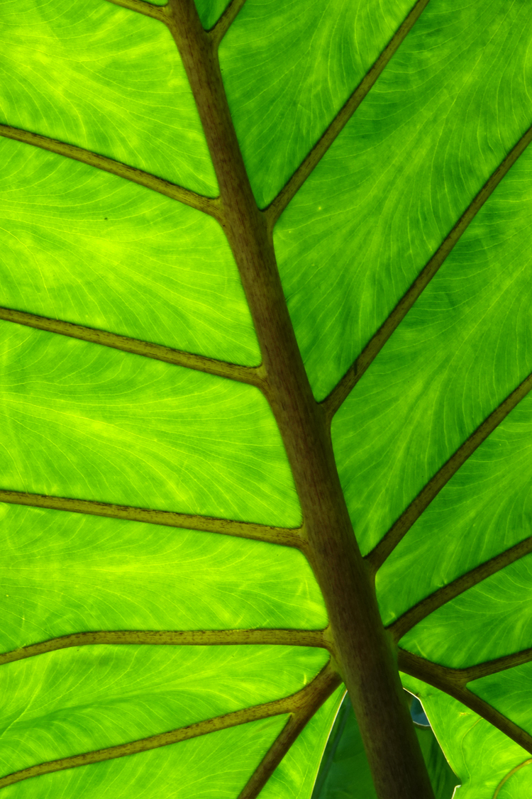 Backlit elephant's ear leaf  -  North Carolina Arboretum, Asheville, North Carolina