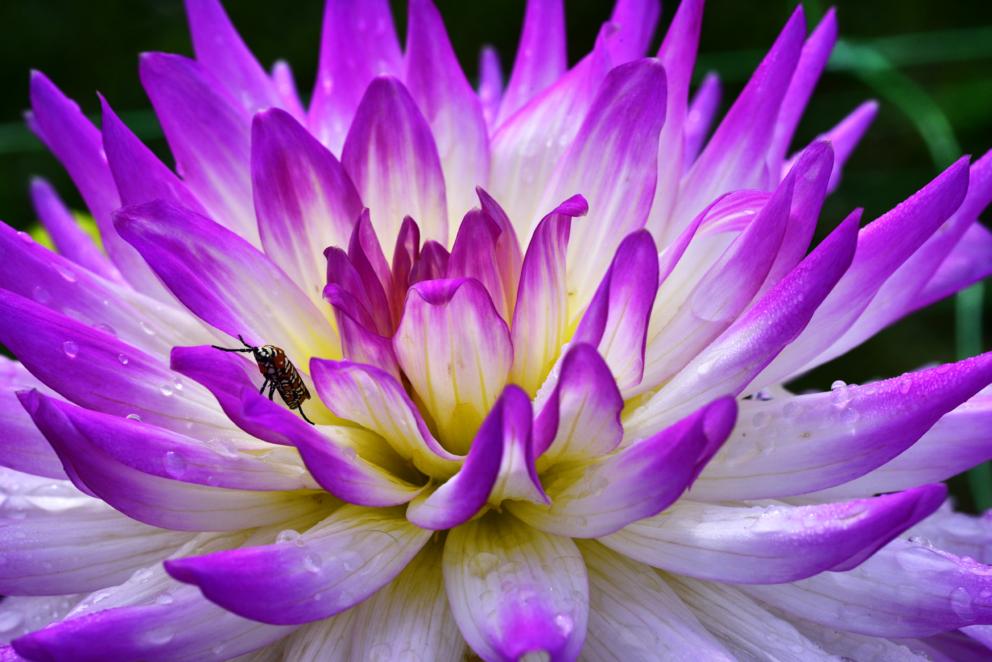 Ermine moth, dahlia  -  Bullington Gardens, Hendersonville, North Carolina