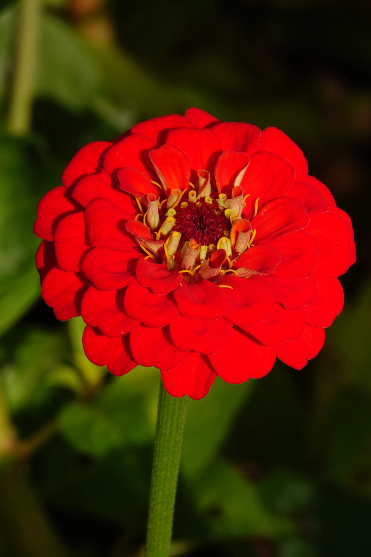 Zinnia  -  Bullington Gardens, Hendersonville, North Carolina