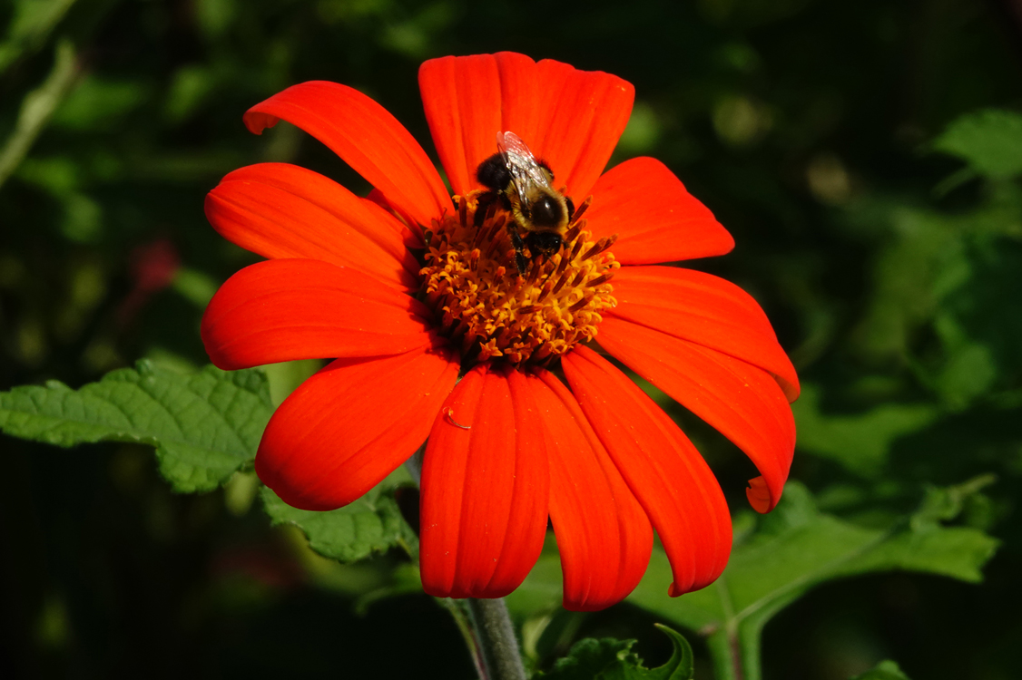 Bumblebee on a coneflower  -  Bullington Gardens, Hendersonville, North Carolina
