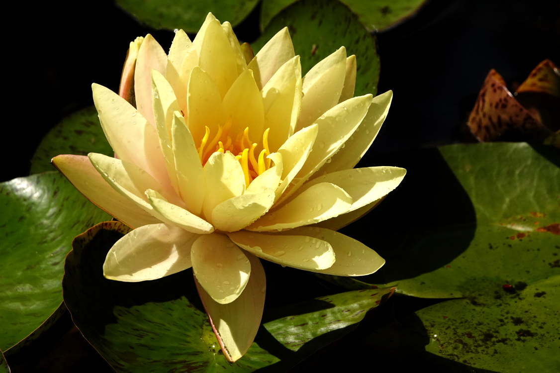 Water lily  -  Bullington Gardens, Hendersonville, North Carolina