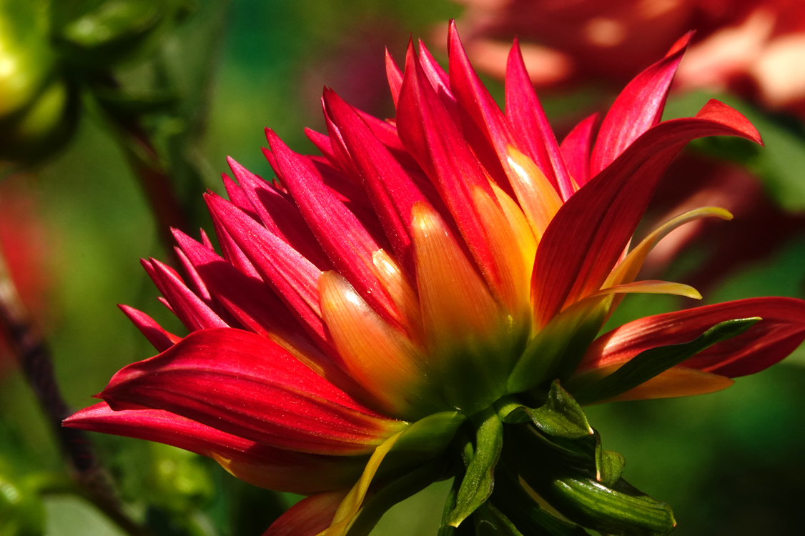 Dahlia  -  Bullington Gardens, Hendersonville, North Carolina