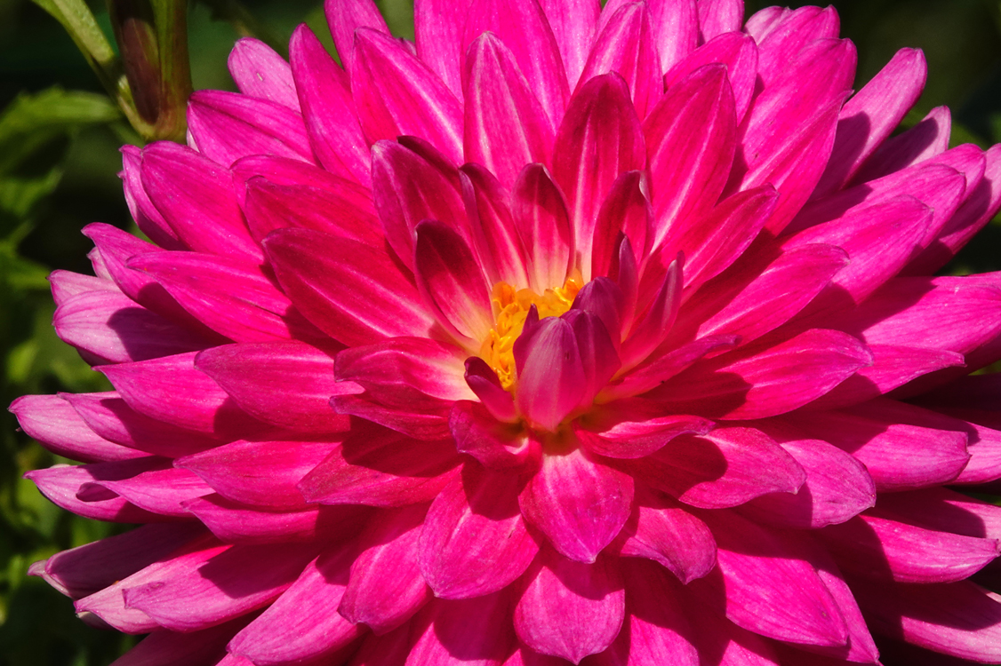 Dahlia  -  Bullington Gardens, Hendersonville, North Carolina