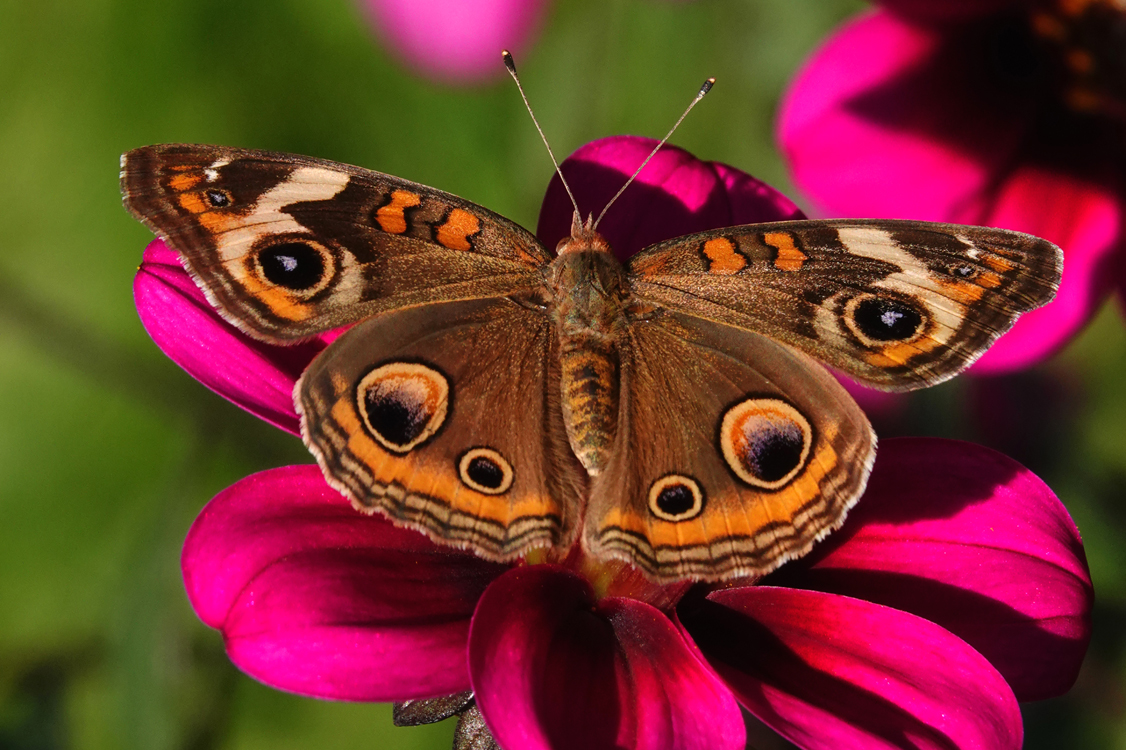 Buckeye butterfly  -  Bullington Gardens, Hendersonville, North Carolina