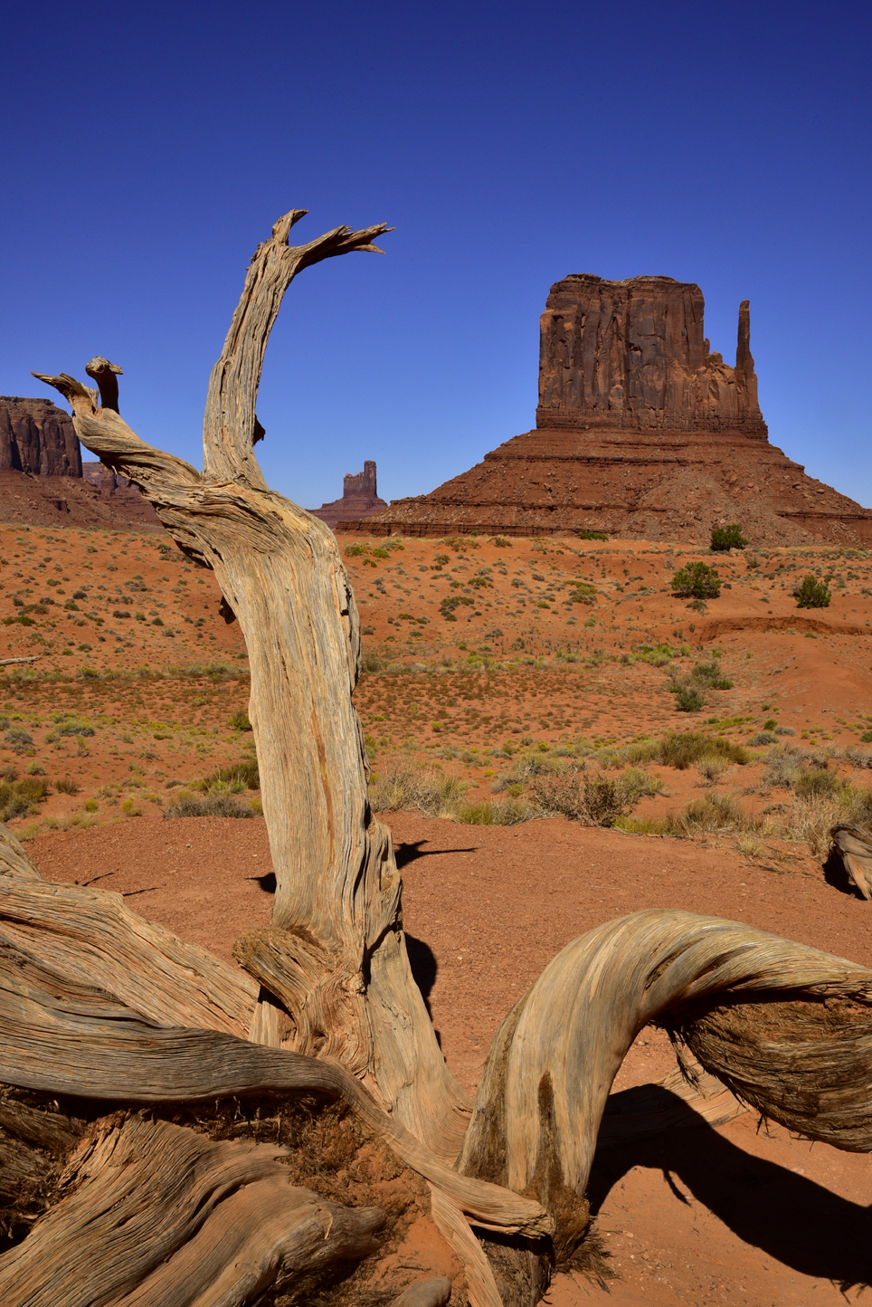 Juniper snag, West Mitten Butte  -  Scenic Drive, Monument Valley Navajo Tribal Park, Arizona