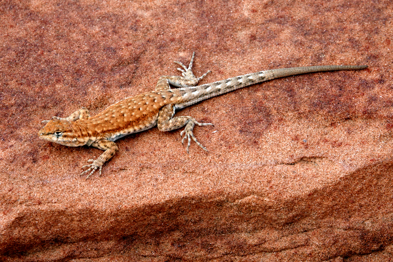 Lizard  -  The Beehives Trail, Glen Canyon National Recreation Area, Arizona