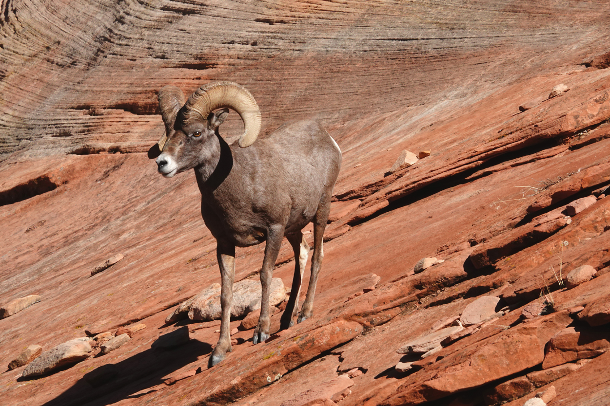 Bighorn sheep ram  -  Zion - Mount Carmel Highway, Zion National Park, Utah --- Norman’s Note: This was one of two rams we saw descending a rocky slope.  They both appeared very healthy, perhaps preparing for the rut.  Jean and I have spent a good deal of time in Zion over the course of several visits.  This is the first time we’ve ever seen bighorn sheep there.