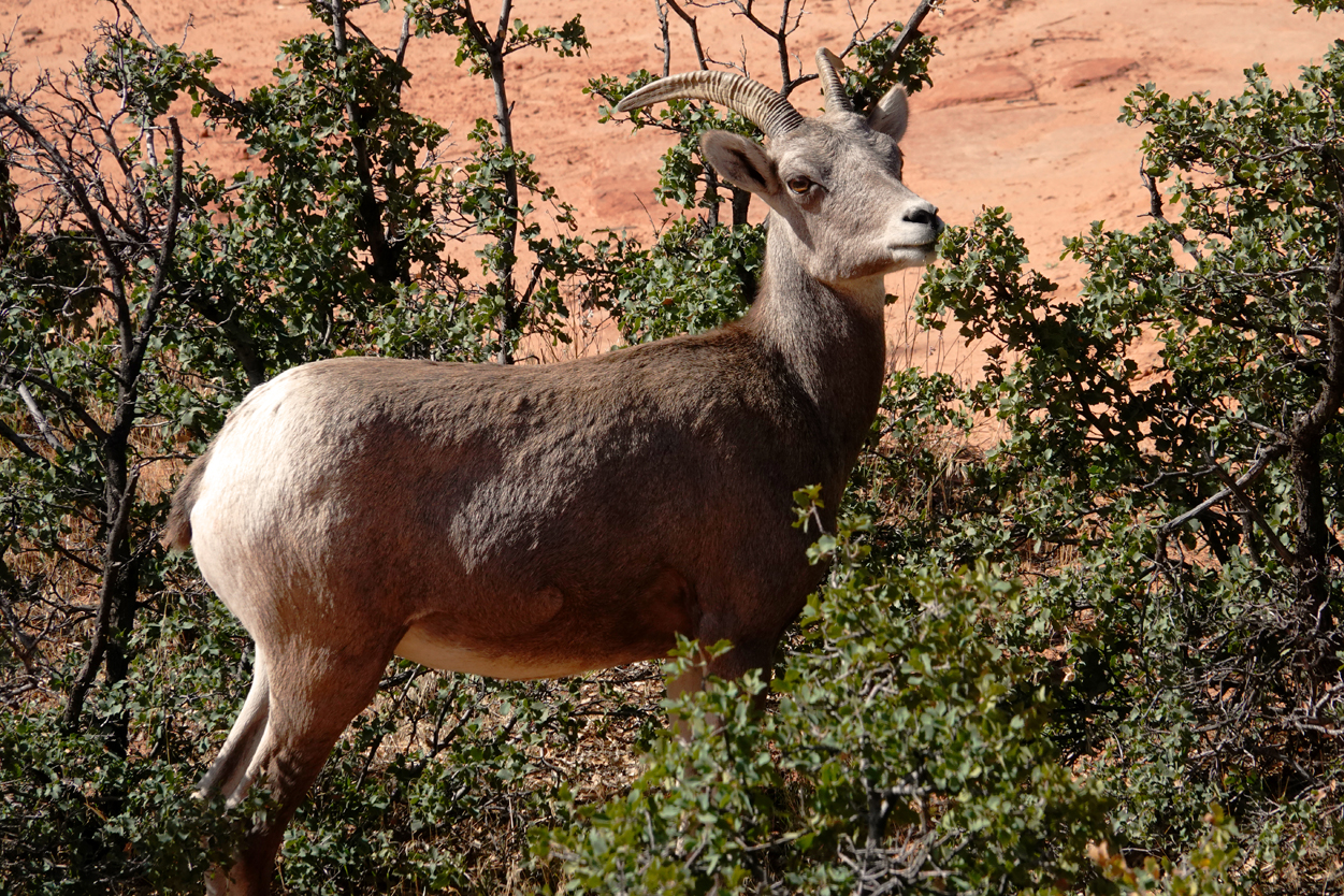 Bighorn sheep ewe  -  Zion - Mount Carmel Highway, Zion National Park, Utah --- Norman’s Note: This ewe, pausing from noshing on vegetation, was one of a group of a half-dozen or so females.  They were in a different location from the two rams.