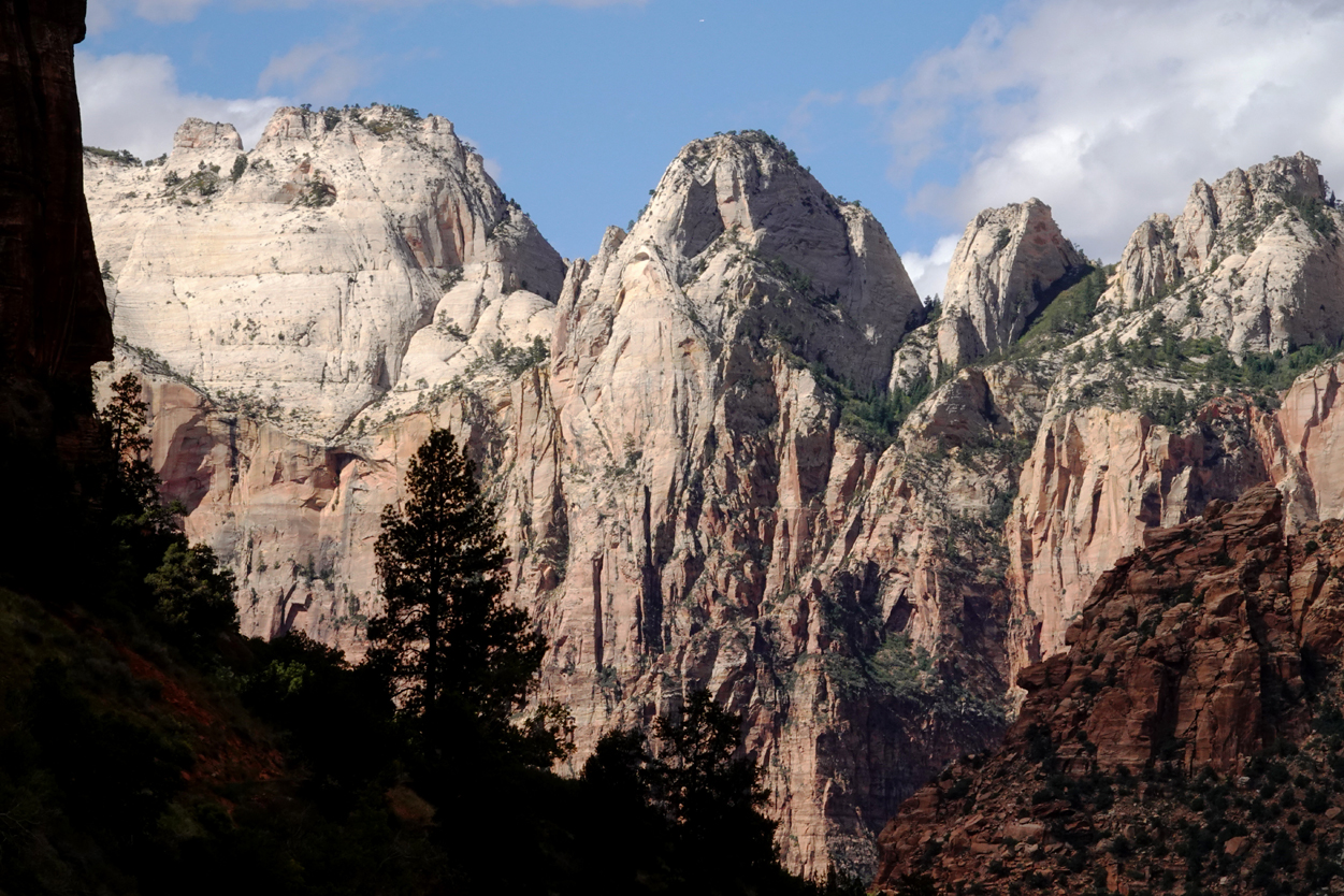 Silhouetted conifers, white cliffs  -  Zion - Mount Carmel Highway, Zion National Park, Utah