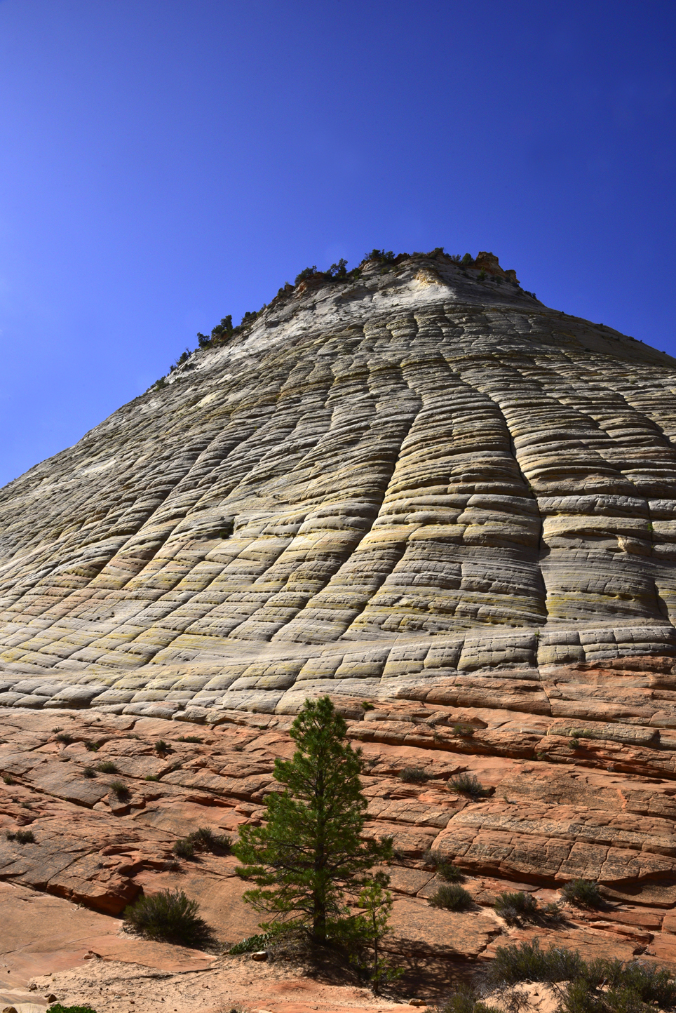 Checkerboard Mesa  -  Zion - Mount Carmel Highway, Zion National Park, Utah
