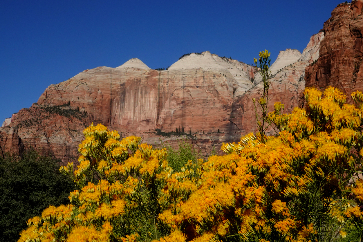 Rabbitbrush, walls of Zion Canyon  -  Zion - Mount Carmel Highway, Zion National Park, Utah