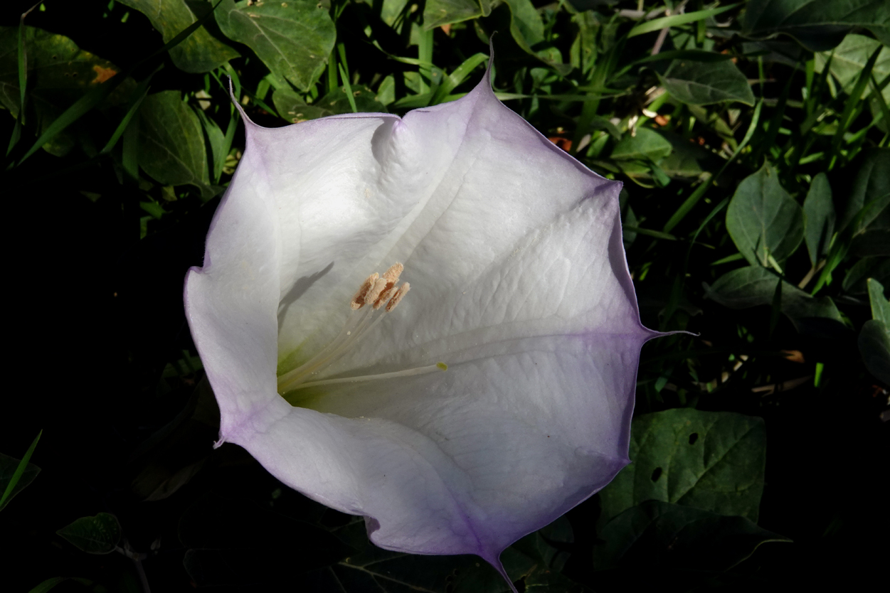 Sacred datura  -  Zion - Mount Carmel Highway, Zion National Park, Utah