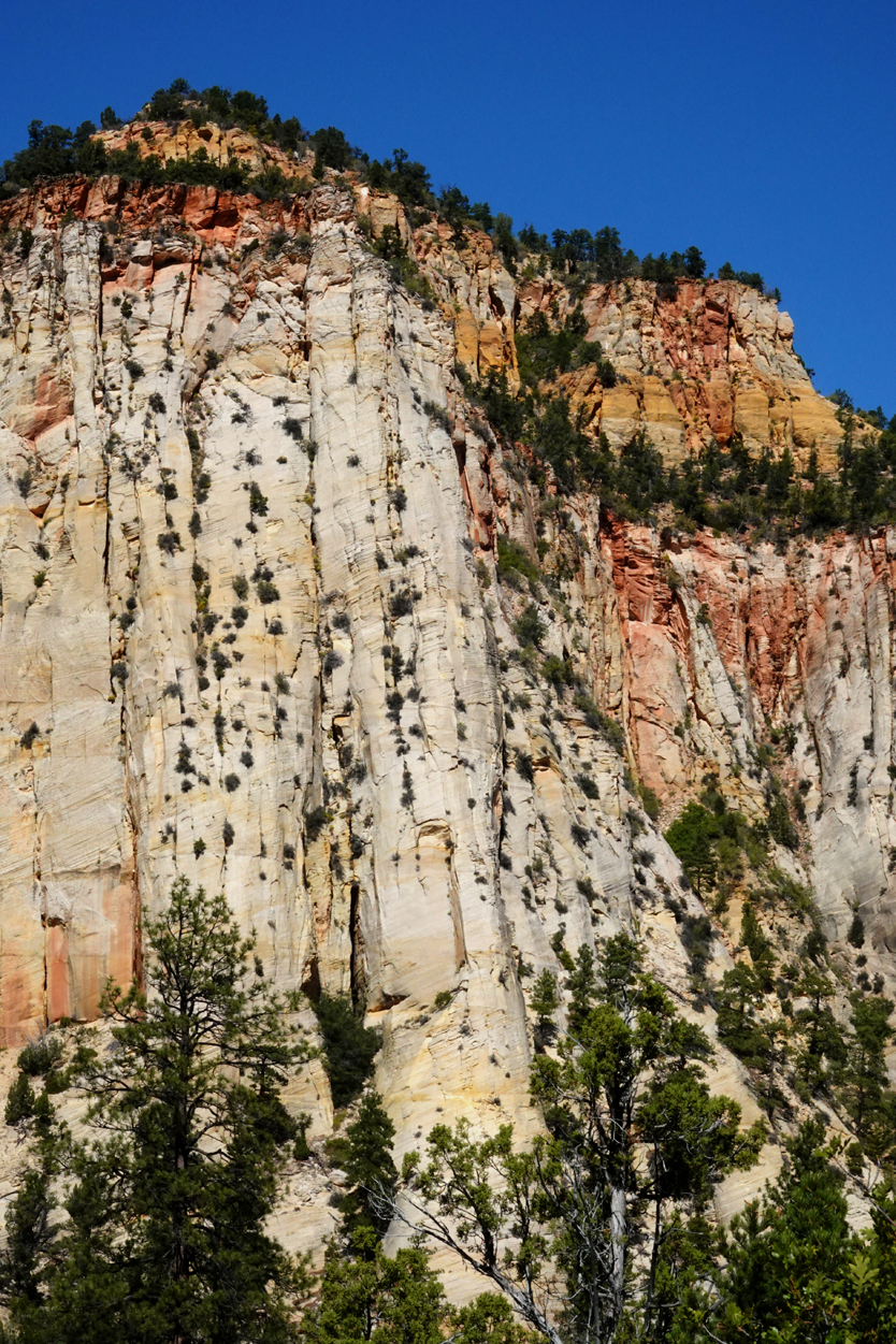 Vegetation-pocked sandstone wall  -  Zion - Mount Carmel Highway, Zion National Park, Utah