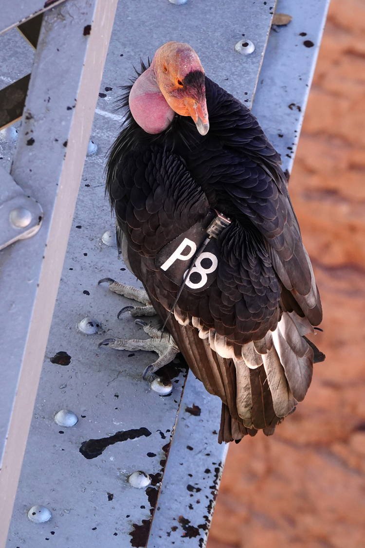 California Condor #P8  -  Navajo Bridge, Coconino County, Arizona --- Norman’s Note: This condor was taking a break from preening while on the support structure for the original bridge.  I normally exclude man-made objects from my photographs. But I made an exception to get this image of such a rare bird in the wild. (At the end of 2024, there were only 369 wild, free-flying condors in existence.)