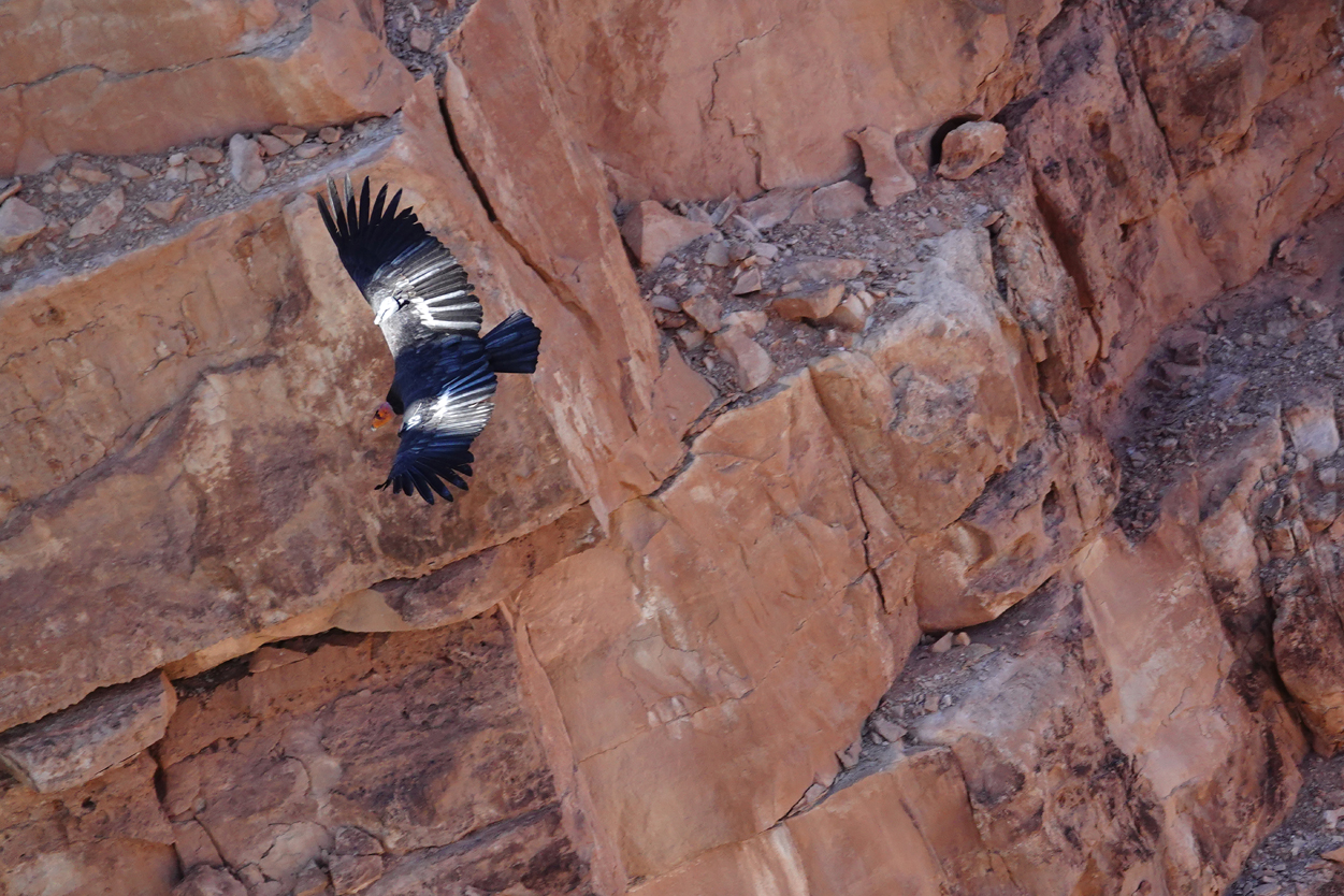 California Condor #V3 in flight above the Colorado River  -  Navajo Bridge, Coconino County, Arizona --- Norman’s Note: Back from near extinction, it was a privilege to see these seven-foot-wingspan birds.  Still very much protected, each member of the species is assigned an identifying letter and number, along with a radio transmitter for tracking.