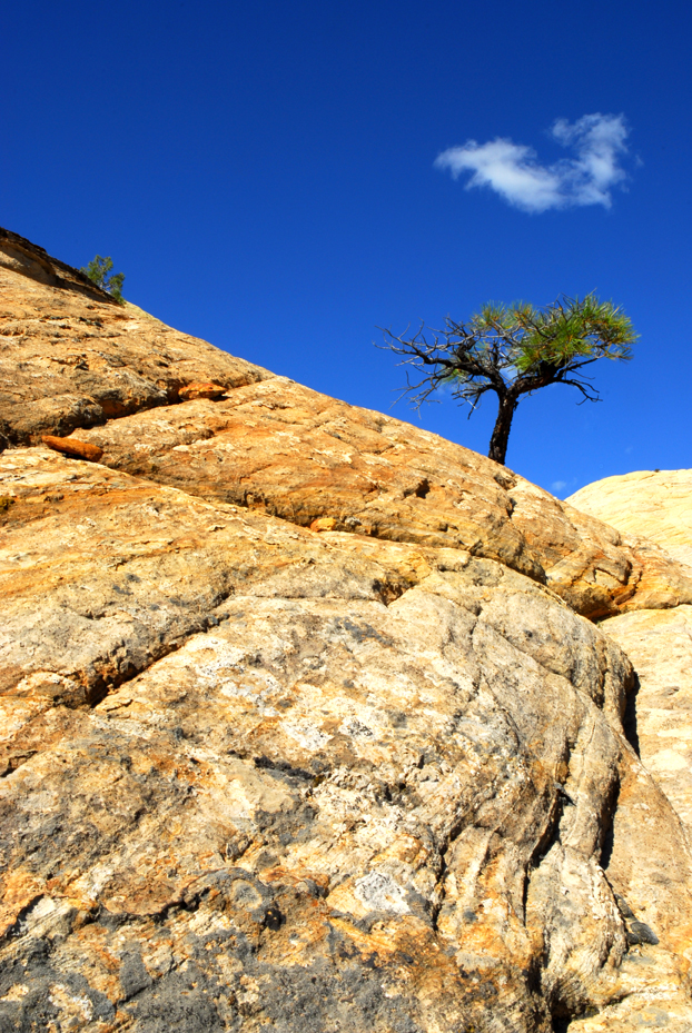 Sandstone ridge, conifer  -  Burr Trail Road, Grand Staircase-Escalante National Monument, Utah