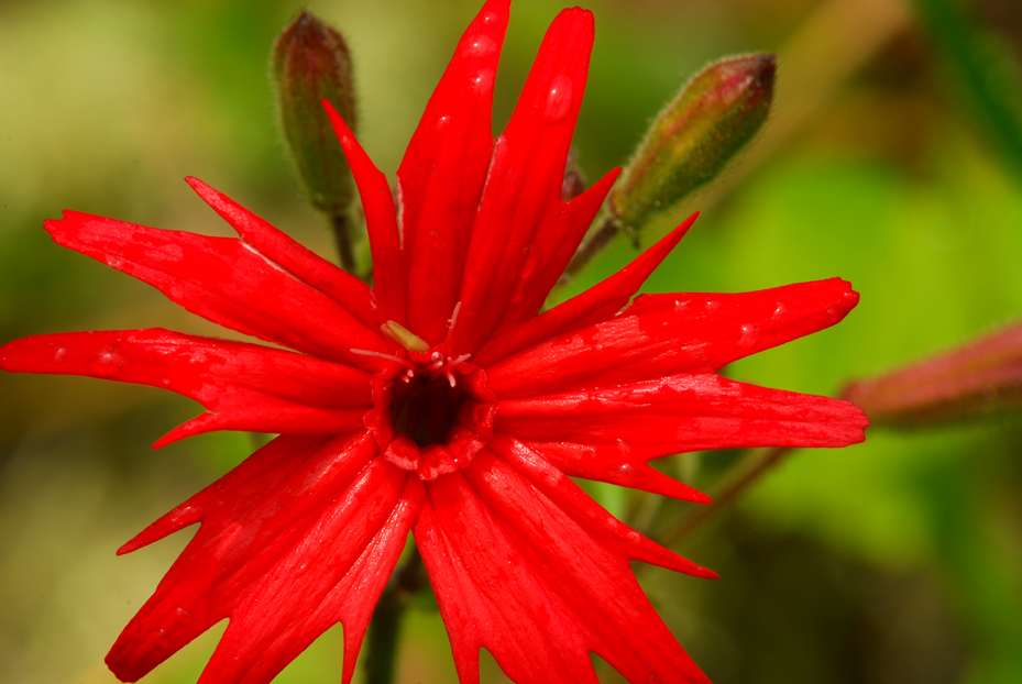 Raindrops on Fire Pink  -  Blue Ridge Parkway, North Carolina