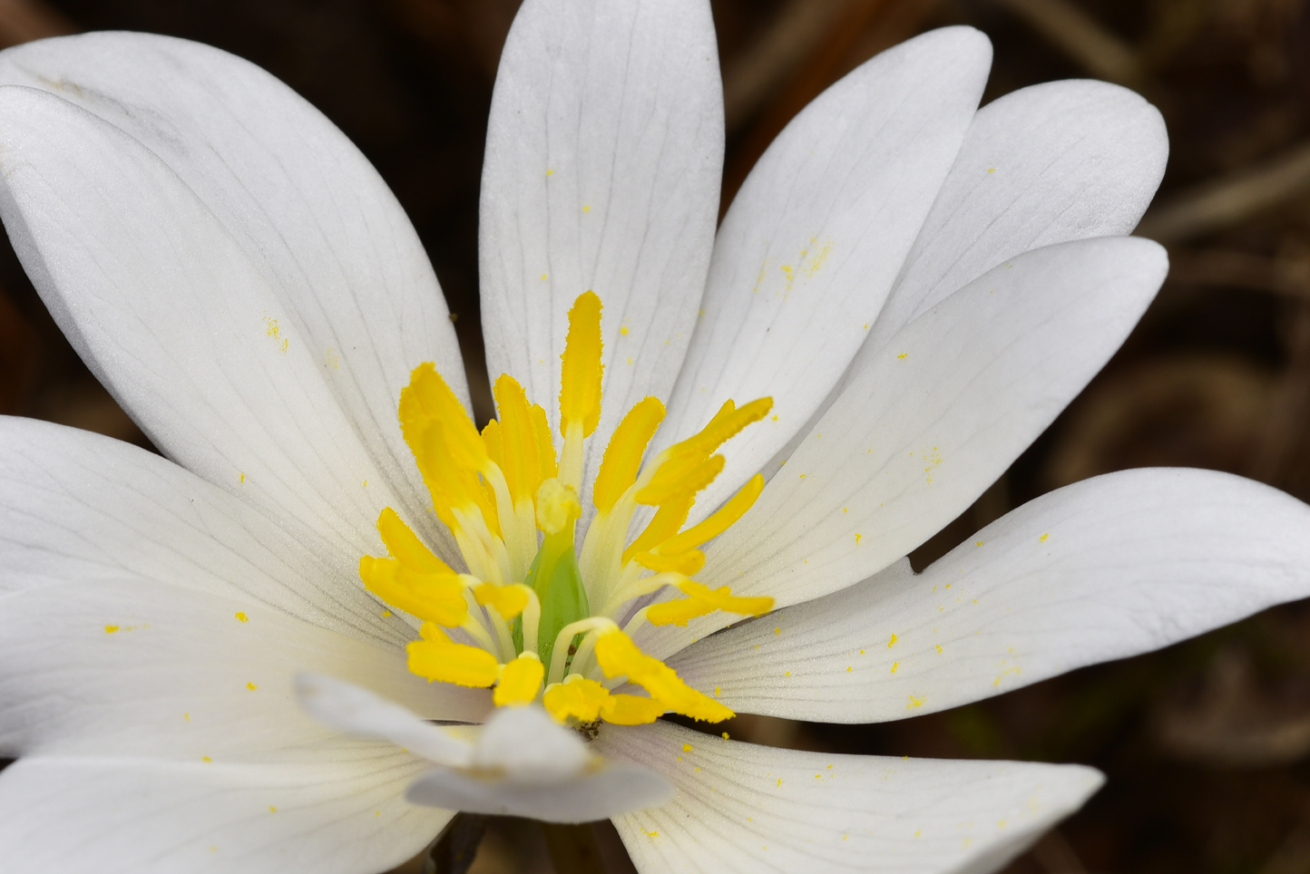 Bloodroot  -  Talking Trees Trail, Holmes Educational State Forest, North Carolina