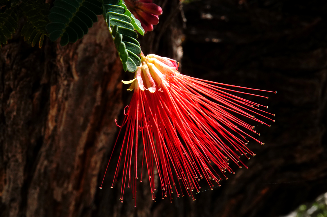 Fairy Duster   -  Arizona-Sonora Desert Museum, Arizona