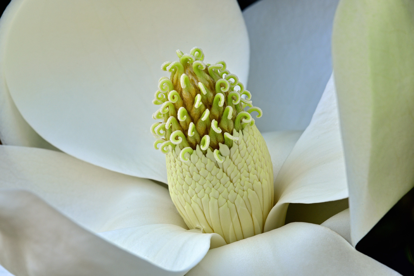Magnolia blossom  -  Furman University, Greenville, South Carolina