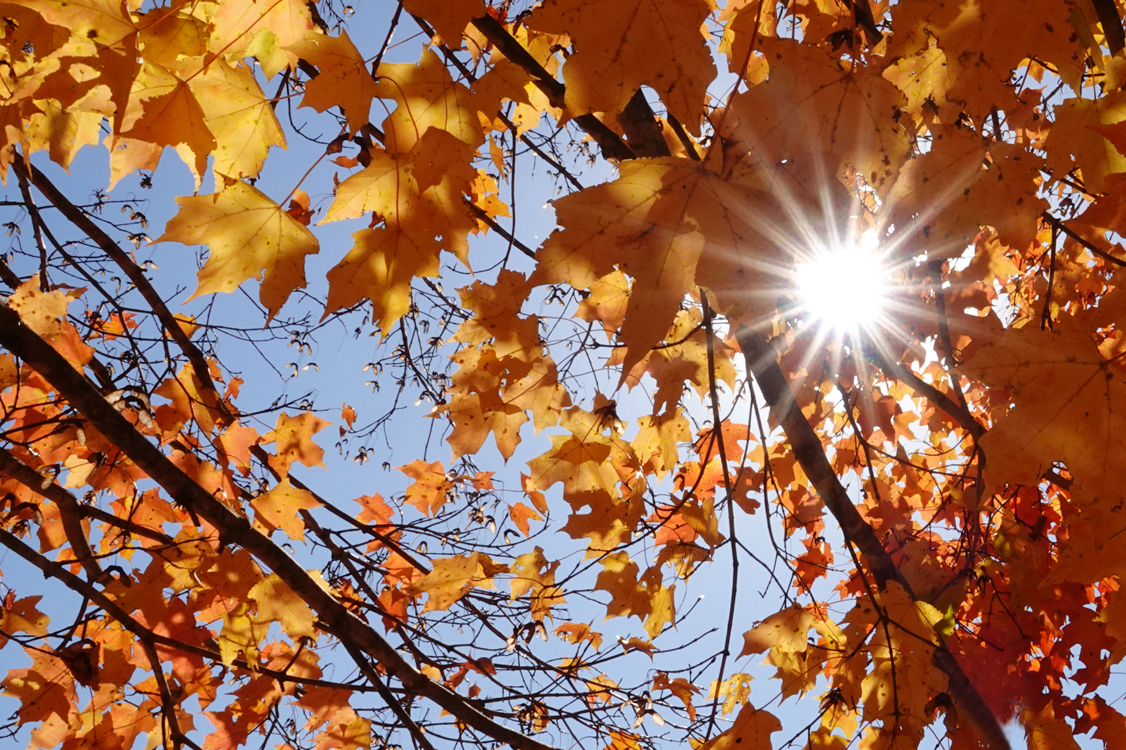 Sunstar through maple leaves  -  Bonsai Garden, North Carolina Arboretum, Asheville, North Carolina