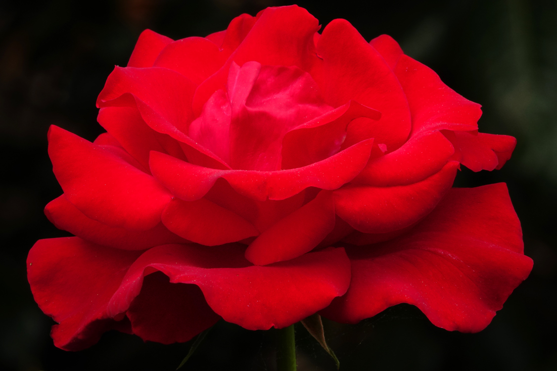 Rose  -  Rose Garden, Furman University, Greenville, South Carolina