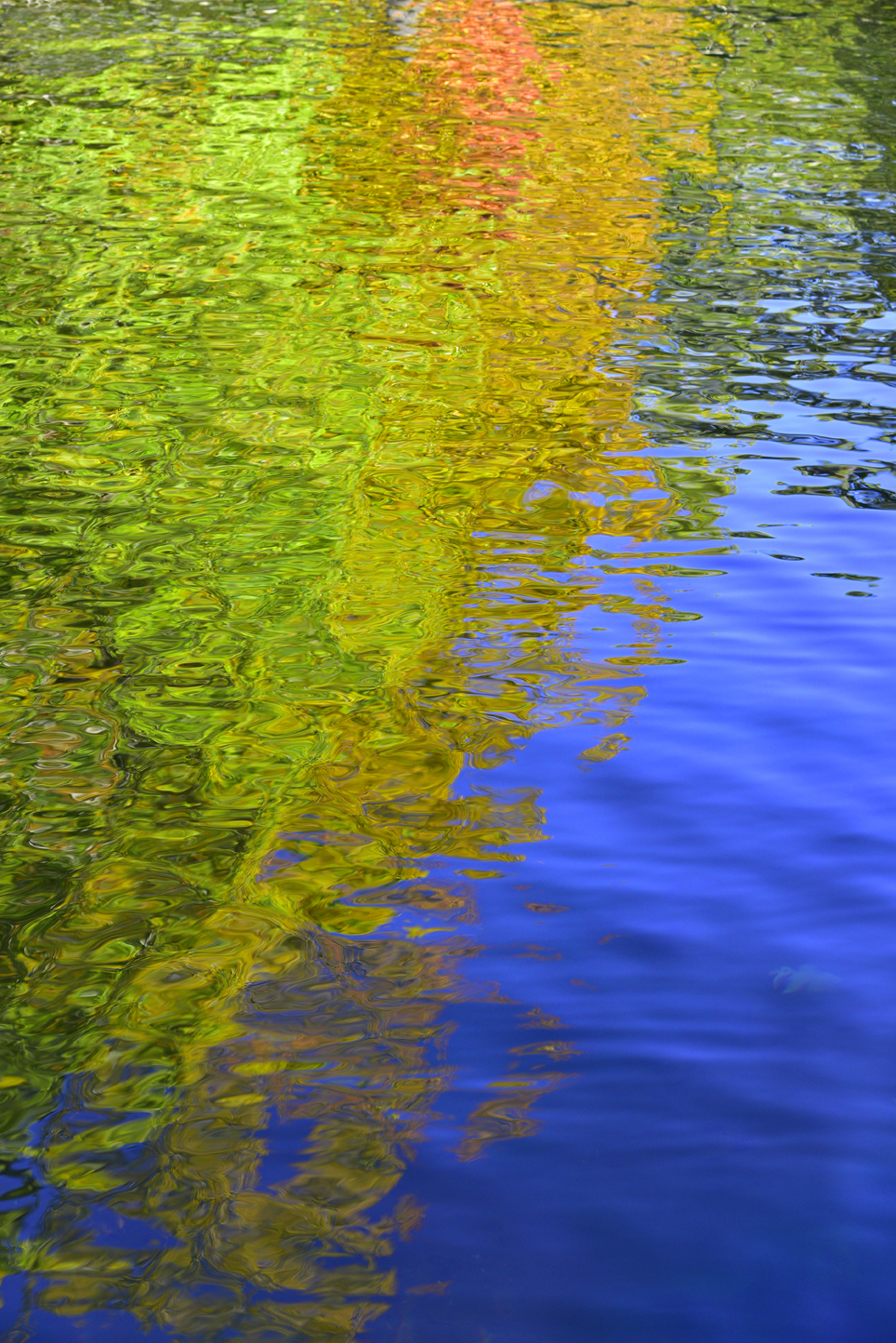 Fall color reflections in trout pond  -  Middle Saluda Passage of the Palmetto Trail, Jones Gap State Park, South Carolina