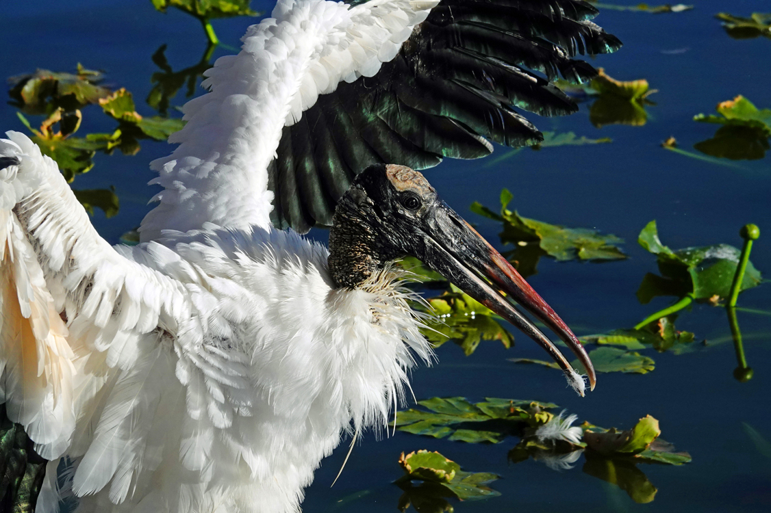 Wood stork preening  -  Lake Morton, Lakeland, Florida --- Norman’s Note: These less common, 40-inch tall birds are the only storks that breed in North America. Their black-fringed, 5-foot-wide wings make them strikingly beautiful to see in flight. (On the ground, not so much.)