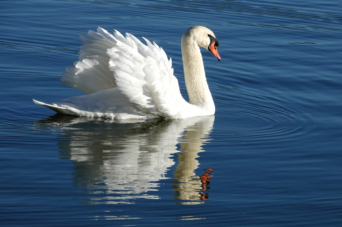 Swan  -  Lake Morton, Lakeland, Florida