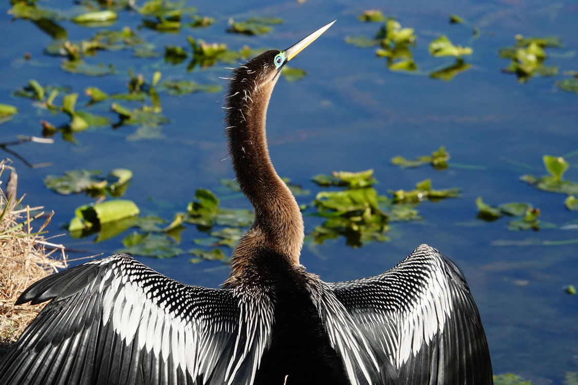 Anhinga (female) in breeding plumage drying her wings  -  Lake Morton, Lakeland, Florida