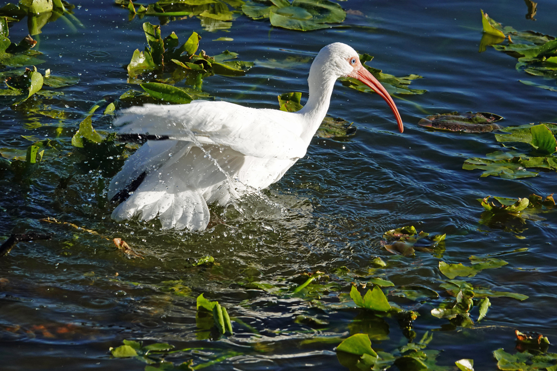 White ibis bathing  -  Lake Morton, Lakeland, Florida