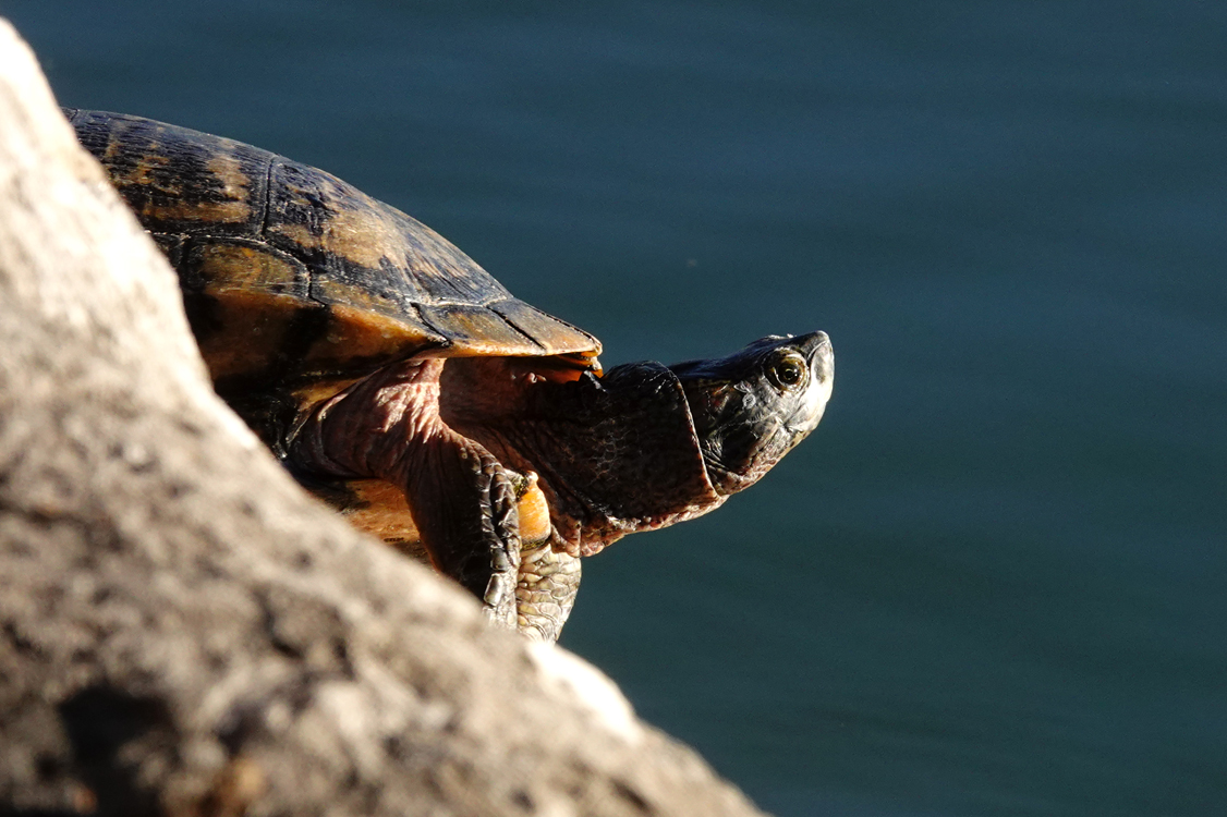 Turtle  -  Lake Morton, Lakeland, Florida