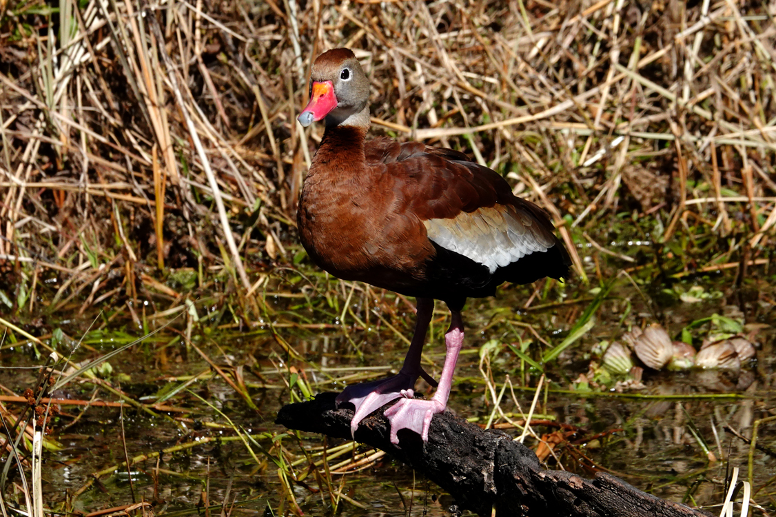 Black-bellied whistling duck  -  Alligator Alley Trail, Circle B Bar Reserve, Florida