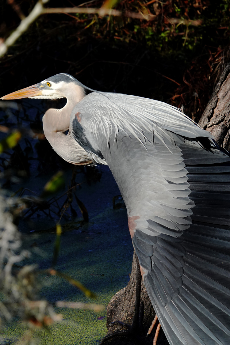 Great blue heron stretching its left wing  -  Marsh Rabbit Run Trail, Circle B Bar Reserve, Florida